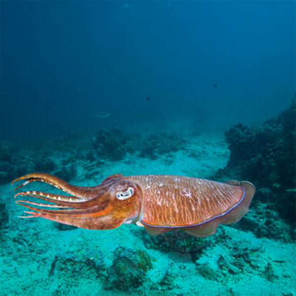 Luis Pablo: Unique Cuttlefish Woodcarving