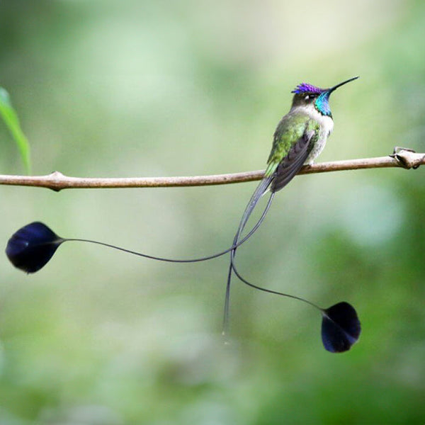 Manuel Cruz: Marvelous Spatuletail Hummingbird Woodcarving