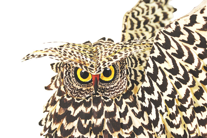 Tribus Mixes: Amazing Owl